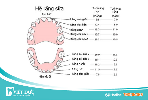 he-rang-sua-tre-nho